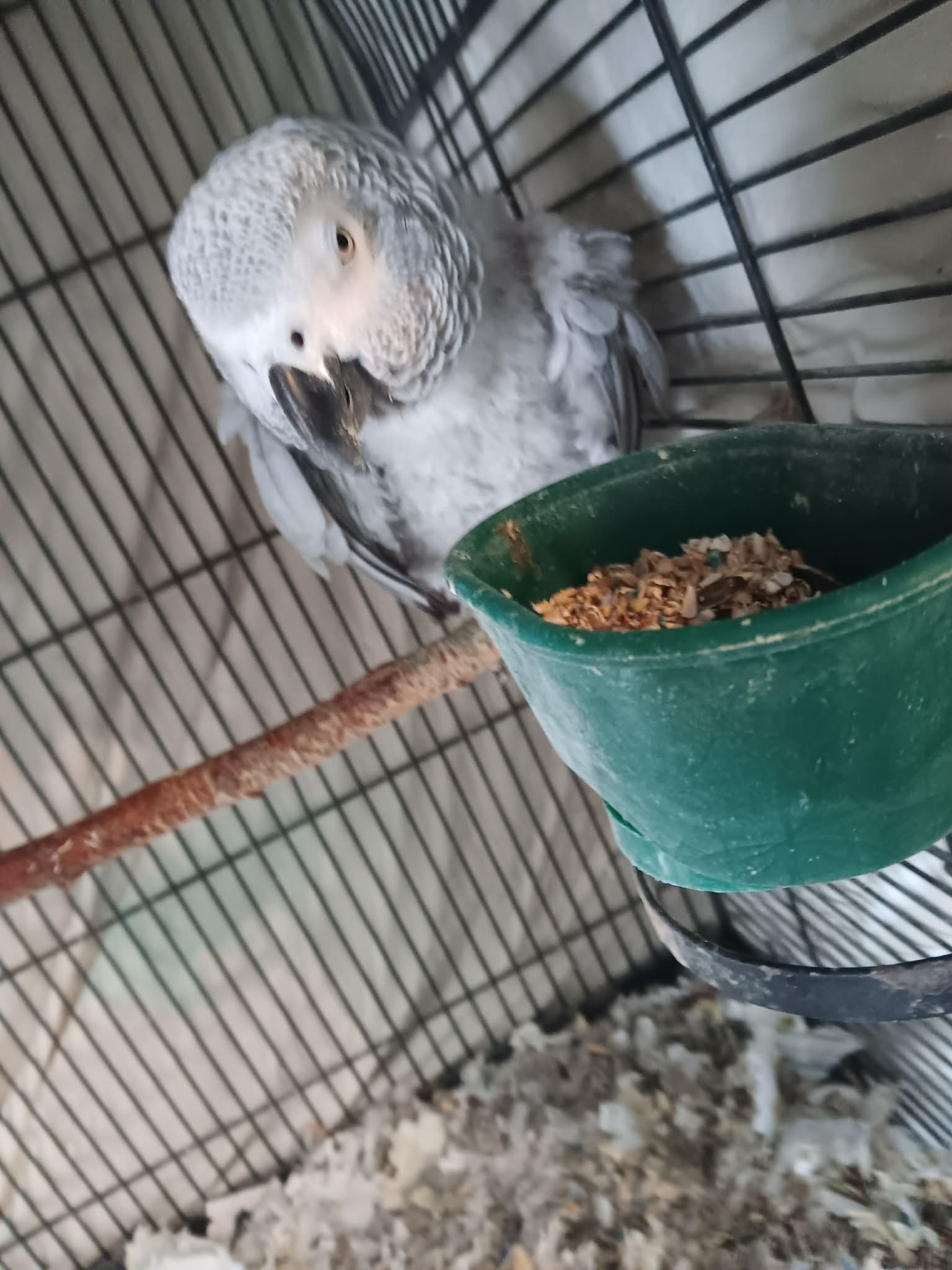 Ms. Rudy the parrot.